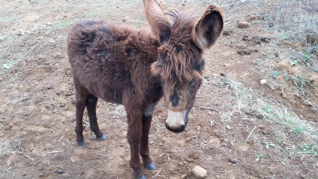 הוילה סקרלינו Agriturismo Il Cerrosughero מראה חיצוני תמונה
